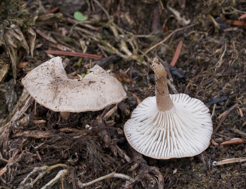 Clitocybe collina